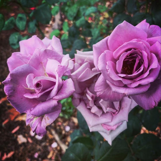Beautiful Roses In The Garden Today via Instagram