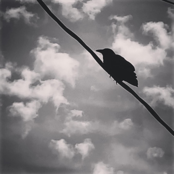 Crow and Clouds via Instagram