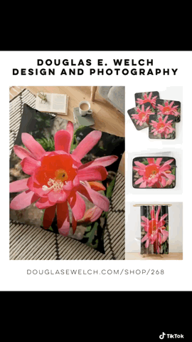 Shine Brightly With These Epiphyllum Flower Pillows, Cases, and More From Douglas E. Welch Design and Photography [For Sale]