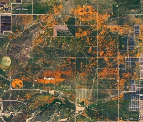NASA Shows California Poppies in Bloom with Photo Captured from Space via My Modern Met