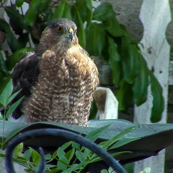 Cooper’s Hawk (Accipiter Cooperii) In The Garden via Instagram