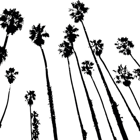 Santa Barbara Palm Trees via Instagram