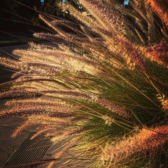 Fountain grass in the sun via Instagram