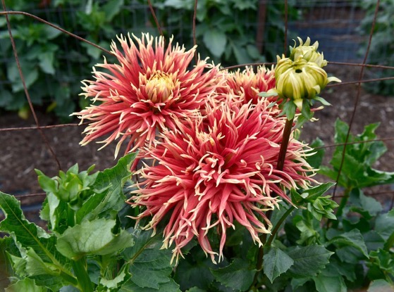 Dazzling Dahlias - 44 in a series -  A look inside a Lancaster County flower farm growing 300+ types of dahlias via Lancaster News Press