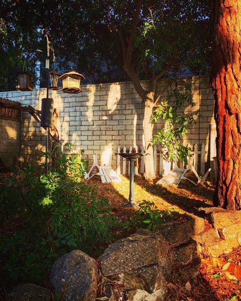 Afternoon in the garden via Instagram