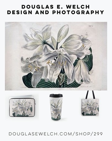 New Design: Vintage Botanical Print “White Cape – Coast Lily” (1806) from Douglas E. Welch Design and Photography [For Sale]