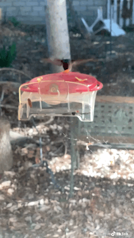 Hummingbird in the garden - Part 1 [Video] (15 seconds)