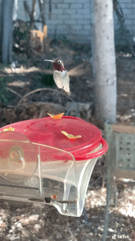 Hummingbird in the garden - Part 2 via TikTok [Video] (30 seconds)