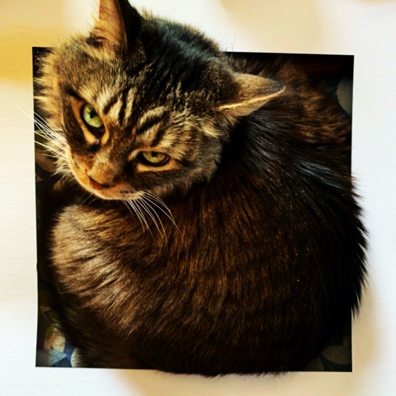 cat-squared.jpgCat Squared - One Square Foot - 4 in a series via Instagram