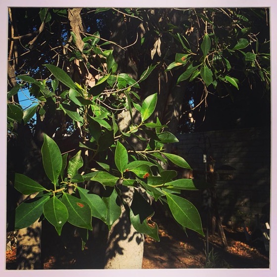 Ficus – One Square Foot – 14 in a series via Instagram