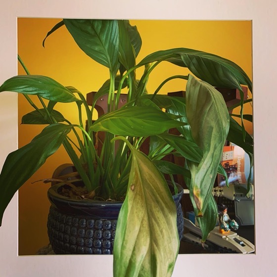 Houseplant Vignette - One Square Foot - 20 in a series