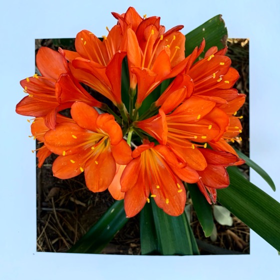 Clivia blooms – One Square Foot – 23 in a series via Instagram