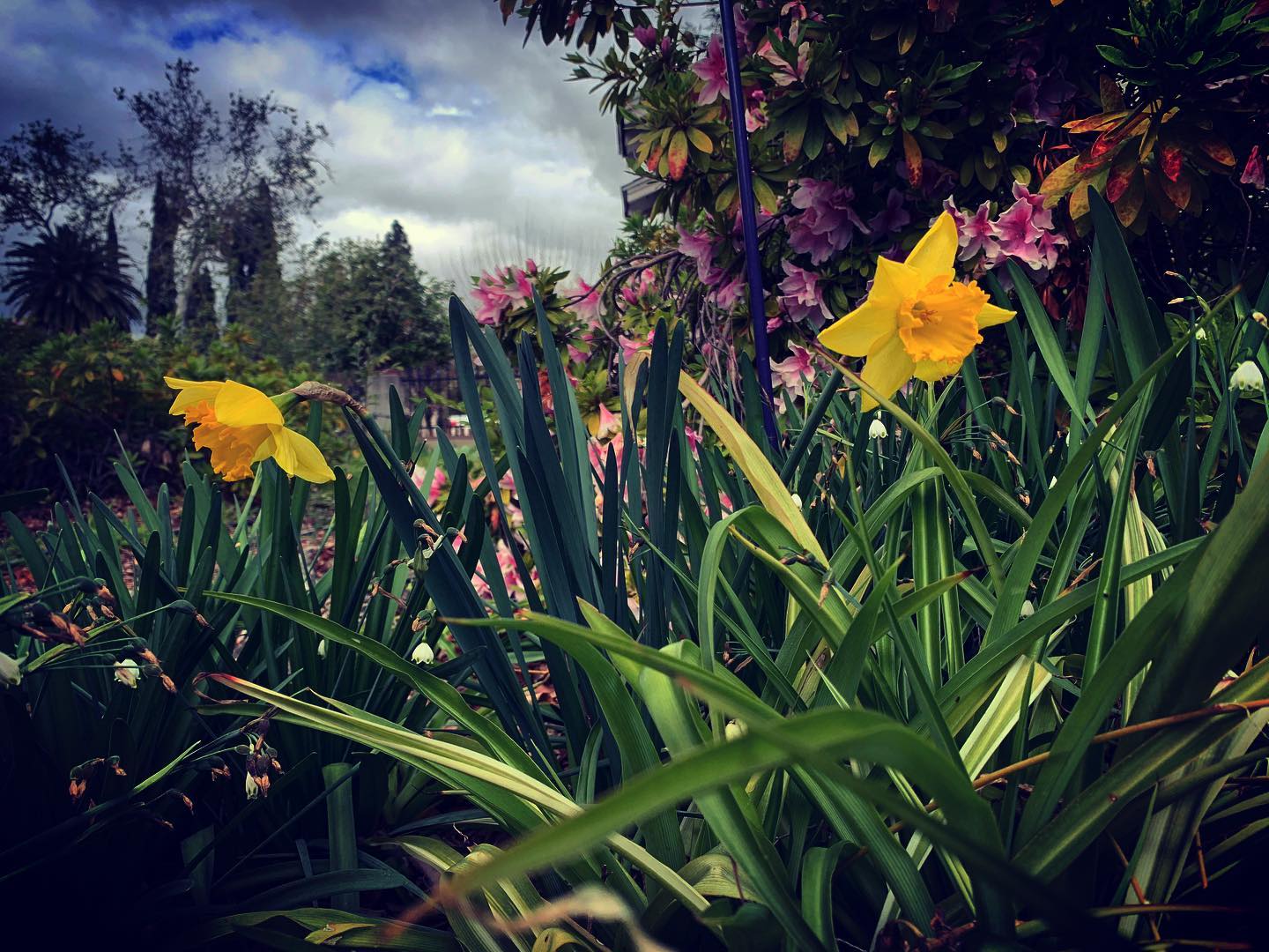 Daffodils, Snowflakes, and Azaleas in the Garden today via Instagram