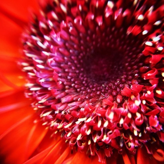 Red Cactus Flowers via Instagram