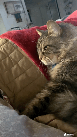 Your moment of kitty zen via TikTok [Video]