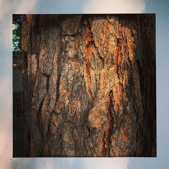 Pine Tree Bark – One Square Foot – 27 in a series via Instagram