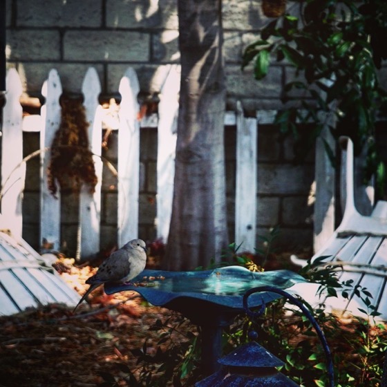 Mourning Dove At The Birdbath via Instagram
