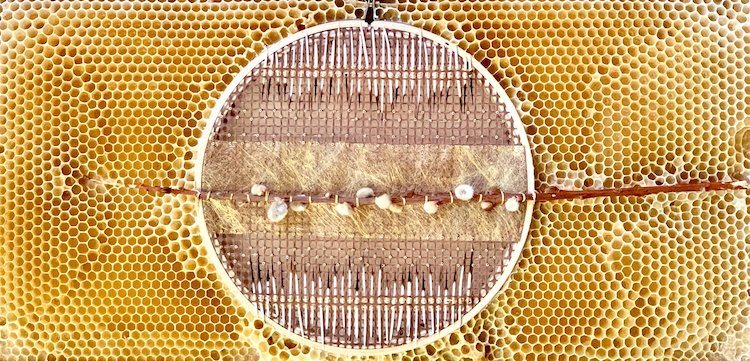 Bees Become Creative Collaborators by Helping Complete This Artist’s Embroideries via My Modern Met