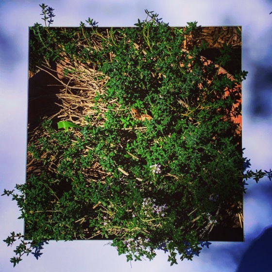 Lemon Thyme – One Square Foot – 36 in a series via Instagram