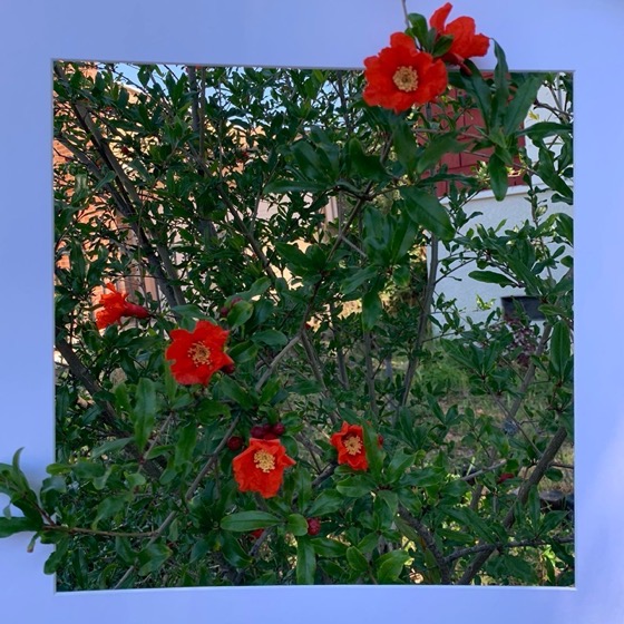 Pomegranate Flowers - One Square Foot - 34 in a series via Instagram