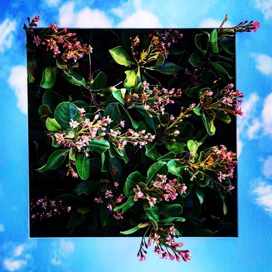 Oak trees and sky @descansogardens #oak #tree #forest #oakmeadow #nature #garden #gardenersnotebook #plants #sky #landscape via Instagram [Photo]