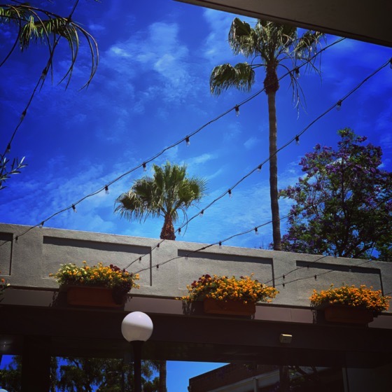 Palms in Ojai #ojai #california #sky #nature #tree #palmtrees #outdoors #garden #gardenersnotebook #blackandwhite via Instagram [Photo]