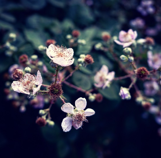 Wild blackberry blossoms in Lytle Creek via Instagram