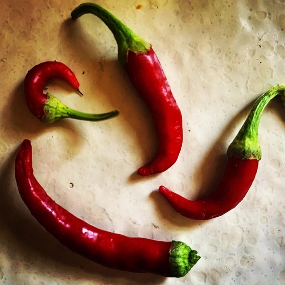 Cayenne Peppers 🌶🌶🌶  From The Garden via Instagram