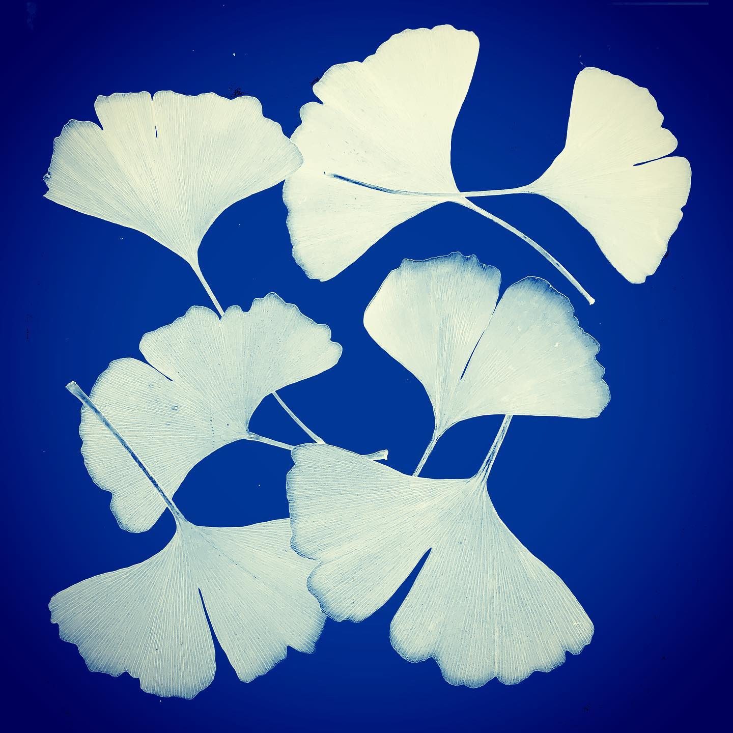 Ginkgo Leaves Faux Cyanotype via Instagram
