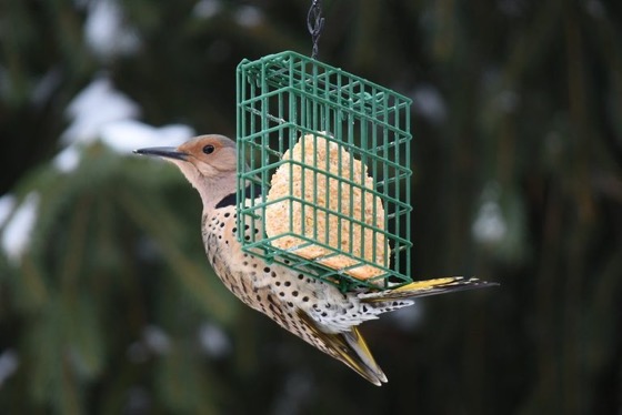 8 Common Questions About Suet for Birds - Birds and Blooms