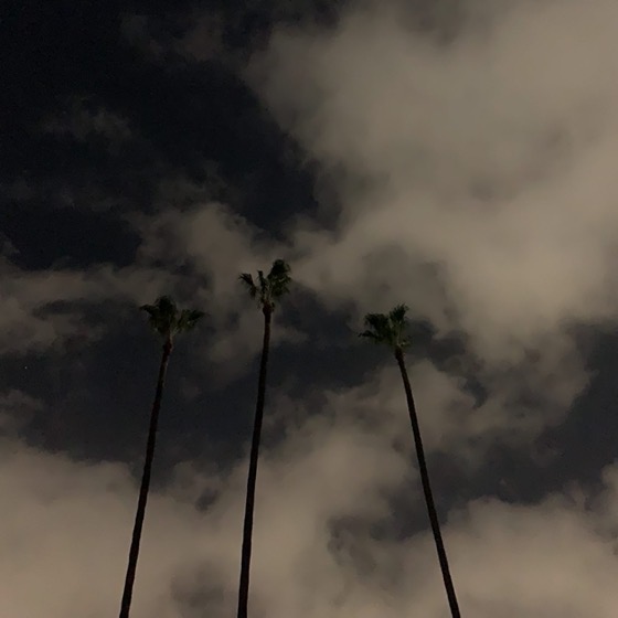 Palms In The Cloudy Night Sky via Instagram
