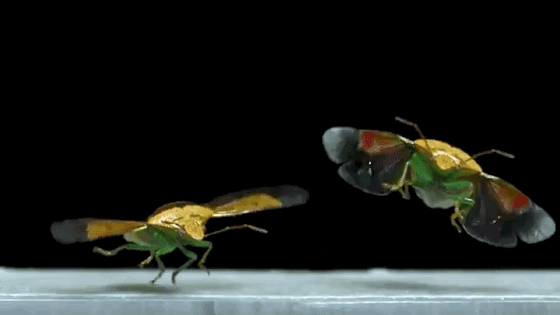 Wonderfully Detailed Portraits of Insects Taking Flight via Laughing Squid [Shared] [Video]