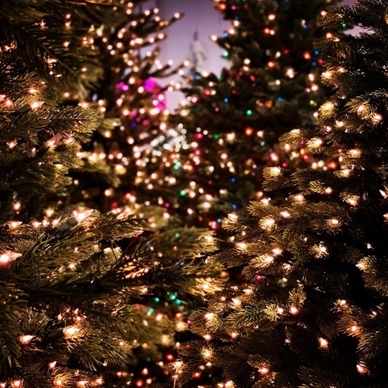 Through the trees – Christmas at Aldik Home 11 via Instagram