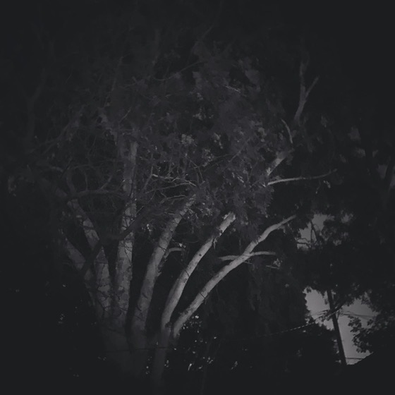 Eucalyptus at Night via Instagram