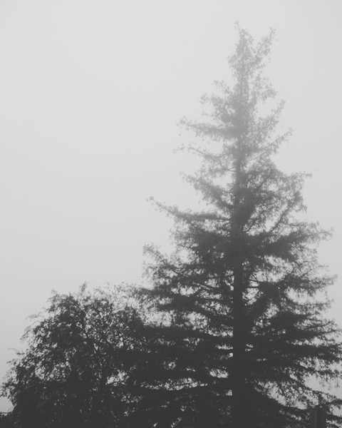 Foggy Morning 15 via Instagram
