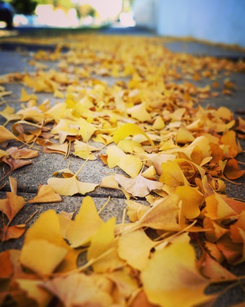 Ginkgo Leaves via Instagram