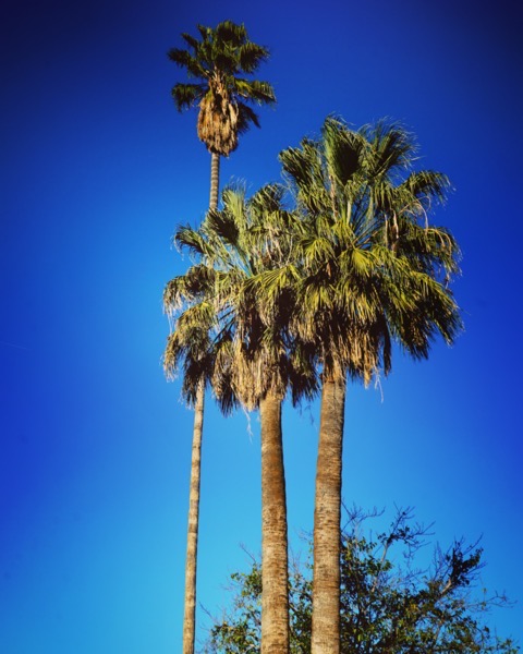 Los Angeles Palm Trees via Instagram