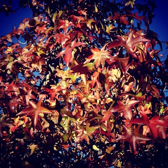 Fall/Winter Color In The Neighborhood via Instagram