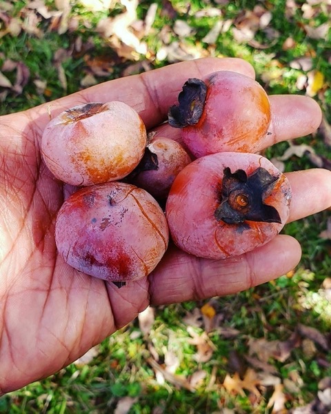 For Enslaved Cooks, Persimmon Beer Combined Ingenuity and Joy – Gastro Obscura [Shared] [Food]