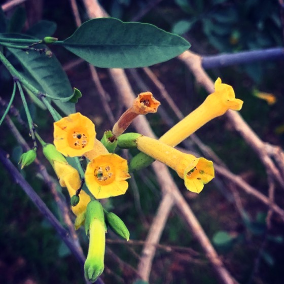 Nicotiana glauca/Tree Tobacco via Instagram