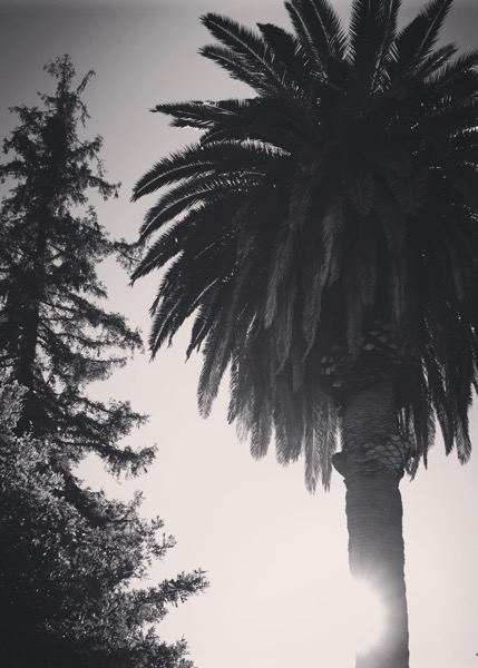 Palm and Pine via Instagram