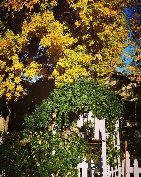 Fall/Winter Color in the neighborhood via Instwagram