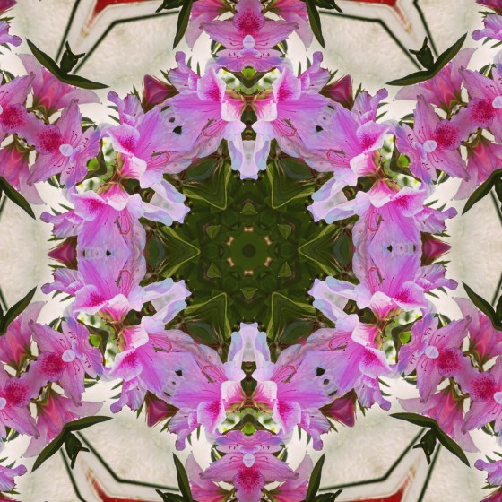 Azalea Flowers Kaleidoscope via Instagram [Photography]