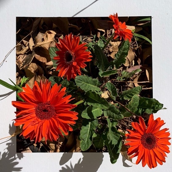 Gerbera Daiy, One Square Foot