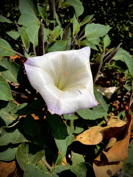 Datura Flower, Franklin Canyon via Instagram and TikTok [Photography]