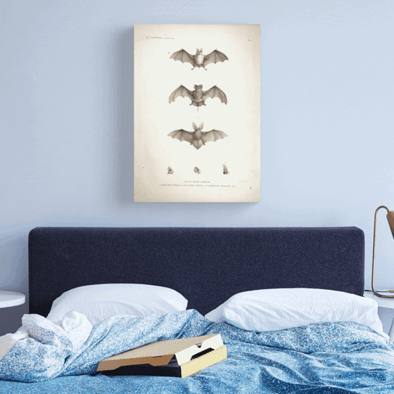 Product Highlight: Bats of Egypt Vintage Drawings Canvas Print and More by Douglas E. Welch Design and Photography [Shopping & Gifts]