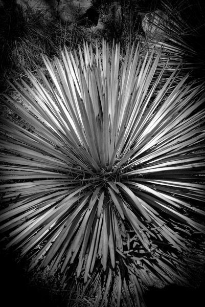 Yucca, Chilao Visitors Center, Angeles National Forest via Instagram [Black and White Photography]