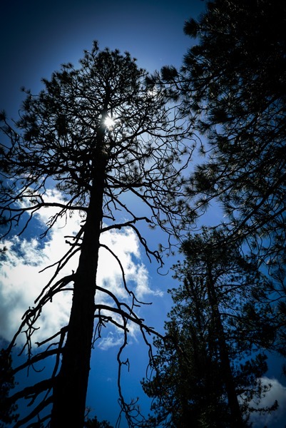 Through The Trees on Mount Wilson [Photography]