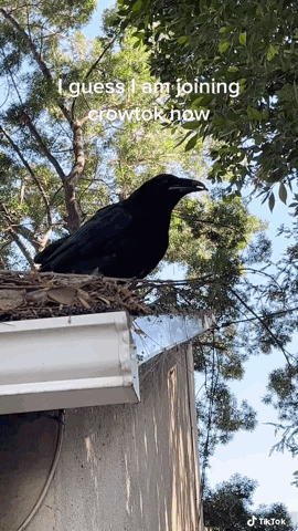 Raven Portrait via My Instagram