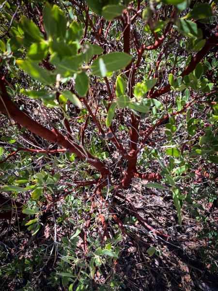 Manzanita Bush, Chilao Visitors Center via Instagram [Photography]